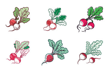 Fresh Radish Variations Vector set
