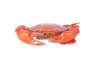 Crab transparent png