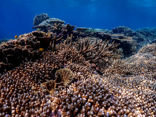 Coral reef in Raja Ampat, Indonesia
