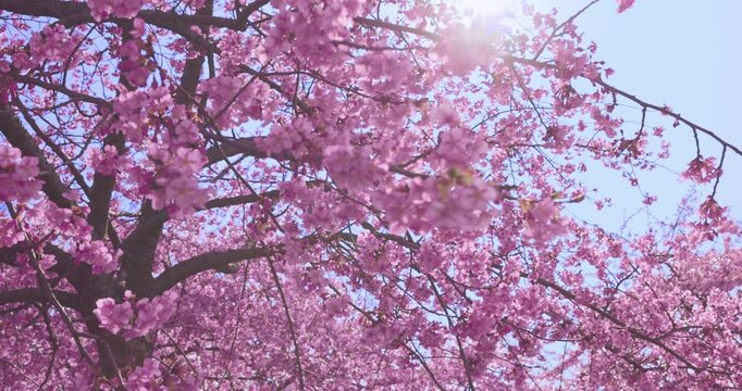 Pink cherry plum blossom. Blooming tree in spring.