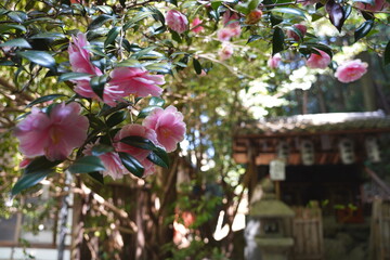 京都府に鎮座する神社仏閣と庭園など