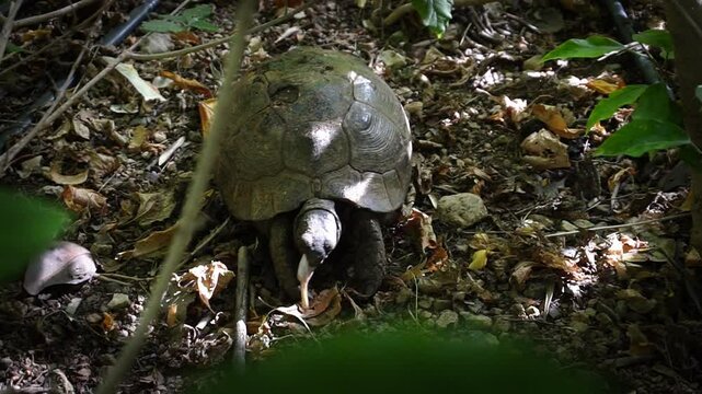 A gopher tortoise in dense shrubbery eating plants. Close-up shot showing the tortoise in its natural environment. Ideal for animal content.