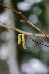 Delicate hazel catkins hanging from a thin branch against a blurred forest backdrop. Nature’s early signs of spring, close-up shot, soft lighting, shallow depth of field, tranquil mood, organic 
