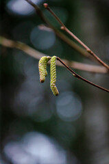 Delicate hazel catkins hanging from a thin branch against a blurred forest backdrop. Nature’s early signs of spring, close-up shot, soft lighting, shallow depth of field, tranquil mood, organic 