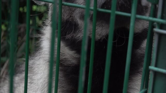 Hyena in a cage close up. High quality 4k footage