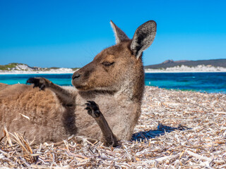 Kangaroos on the beach at Lucky Bay, Esperance Western Australia