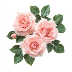 Fototapeta premium Soft Pink Roses in Full Bloom Surrounded by Vibrant Green Leaves