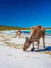 Kangaroos on the beach at Lucky Bay, Esperance Western Australia