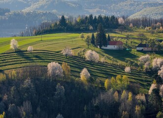 Picturesque spring meadow with blooming cherry tree. Spring paradise with blooming trees. Historic agrarian landscape, Hrinovske lazy, Slovak republic. Travel destination. Seasonal natural scene.  © Ivan