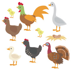 Cute farm birds collection vector cartoon illustration