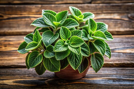Plectranthus Coleoides Variegated Foliage Scented Leaves Incienso On Wooden Background