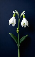 Fototapeta premium snowdrops on a black background
