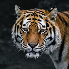 tiger in zoo