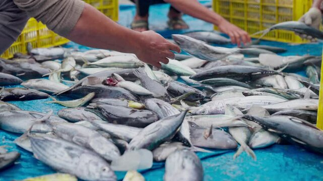 Freshly caught fish are being prepared for distribution at fish markets in Indonesia