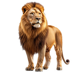 Fototapeta premium adult formidable lion in full growth looks away, isolate on white transparent background