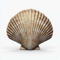 Obraz premium detailed photograph of seashell showcasing its intricate ridges and natural textures, isolated on white background, evokes sense of calm and connection to nature