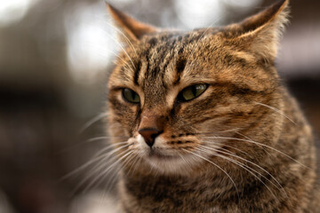 A close-up portrait of a cat outdoors, highlighting its expressive eyes and fur texture. Ideal for themes of pets, wildlife, and feline beauty.