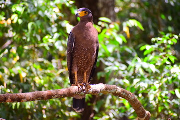 Amazing Wild Life of Sri Lanka