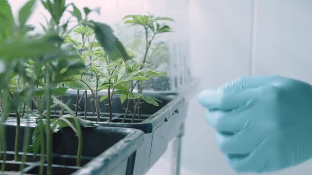Cloae up scientist open the cultivation transparent container checking at baby weedq, cannabis cultivation system, young small marijuana plant, quality check, data collecting for research analysis 