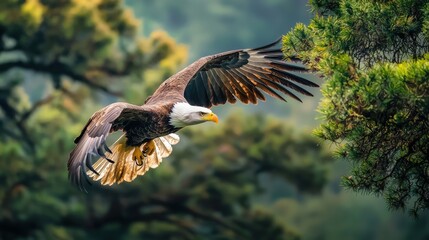 Majestic Golden Eagle Soaring Through Lush Green Forest Landscape