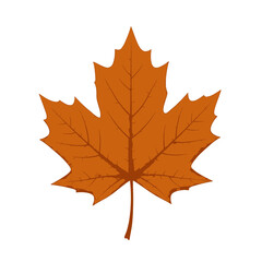 Obraz premium Detailed Illustration of a Fall Maple Leaf on a White Background