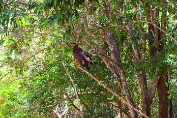 Amazing Wild Life of Sri Lanka
