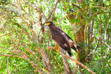 Amazing Wild Life of Sri Lanka