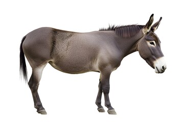 Obraz premium Donkey Stands Calmly, Gray Coat, Wild Equine