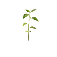 Small green plant emerging from dark soil against a Transparent background in a bright setting, small plant growing out a pile dirt, PNG background