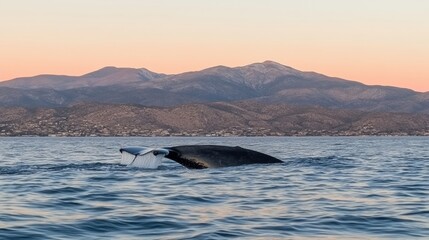 Fototapeta premium Majestic Whale Swimming in Calm Ocean Waters at Sunset with Scenic Mountains in Background