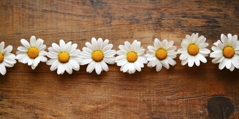 Obraz premium White daisies with yellow centers arranged in a straight line on a rustic brown wooden surface creating a natural and calming aesthetic.
