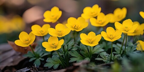 Obraz premium Vibrant yellow flowers bloom amidst green foliage on a soft blurred background, showcasing nature's beauty in early spring sunlight.