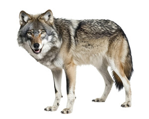 Wolf on White Background Showcasing Detailed Fur Texture and Expressive Eyes with a Natural Stance