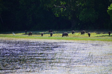 Amazing wildlife of Sri Lanka
