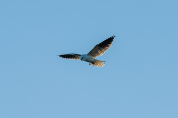 Black-shouldered kite hovering in the early evening blue sky
