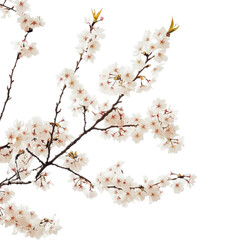 Beautiful sakura tree branch with delicate white flowers against a soft Transparent background, sakura tree branch flower White background