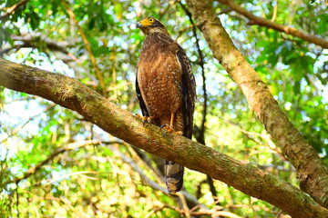 Amazing wildlife of Sri Lanka