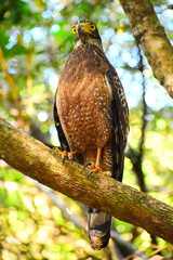 Amazing wildlife of Sri Lanka