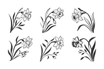 Daffodil (Narcissus spp.) silhouette vector illustration