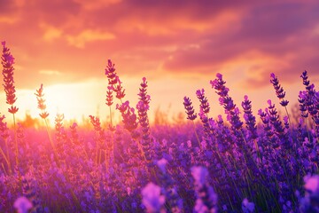 Naklejka premium Sunset Lavender Field, Provence, France, Calm