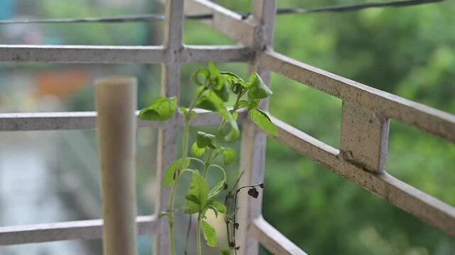 Closeup view of a young plant in balcony with blurred background.