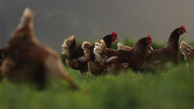 Vibrant low angle free range chickens feeding in grass at golden hour