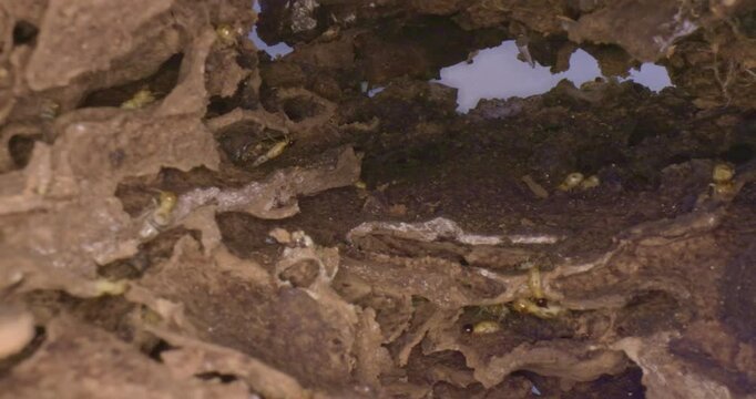 Inside of Termites Nest Macro Slide