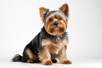 there is a small dog sitting on a white surface