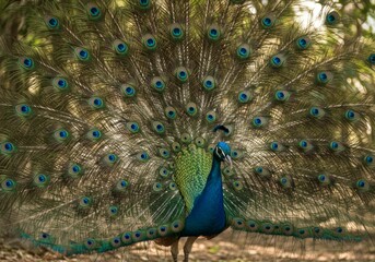 Fototapeta premium Peacock with Open Feathers 
