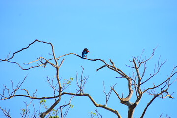 Amazing wildlife of Sri Lanka