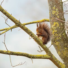 Obraz premium Red Squirrel on Lichen-Covered Branch