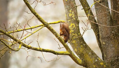 Red squirrel on a lichen-covered tree branch in a forest.