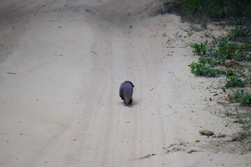 Amazing wildlife of Sri Lanka