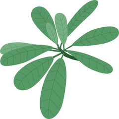 Illustration of Plumeria Branch